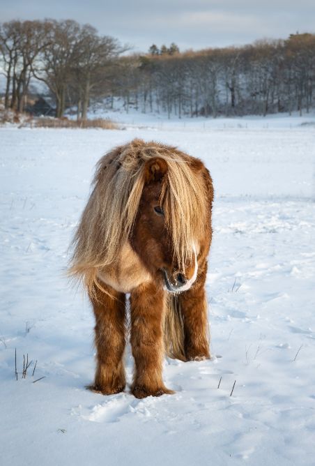 Fotografering på vintern (fotograf Hillevi Upmanis) Solbelyst rödbrun islandshäst i ett snöigt landskap (fotograf Hillevi Upmanis)