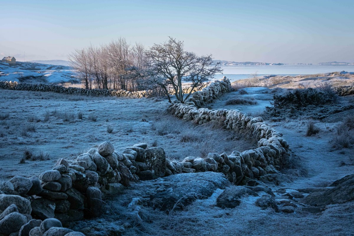 Grönt - foto Kungälvs kommun, Guddehjälm (foto Hillevi Upmanis) Grön skog