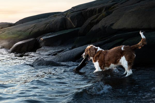 Fotografering på vintern (fotograf Hillevi Upmanis) Brunvit hund leker med en stor gren i vattenbrynet (fotograf Hillevi Upmanis)