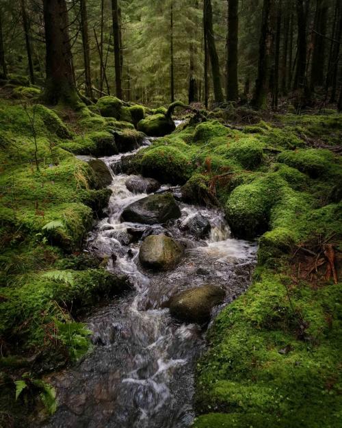 Trollskog
